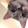 白猫叫猫嘛 的头像