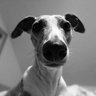 Фото профиля Whippet servant