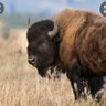 theBison🦬 profil fotoğrafı