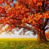 El_árbol_del_descampado 的头像