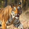 Tigerking2021's profile picture