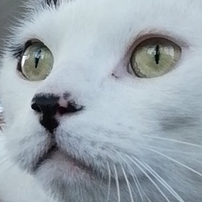 Malice The Editor's profile picture
