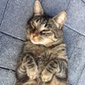 Profilbild von trabes