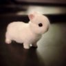 Profilbild von I'm a cuddly bunny