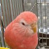 AYAE profil fotoğrafı
