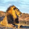 Space Lion's profile picture
