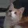 脑袋空空的's profile picture