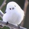 ざんぽい profil fotoğrafı