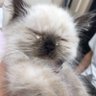 whi profil fotoğrafı