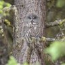 The Great Grey ⭕️wl profil fotoğrafı