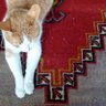 Wodi Hongjinwhi profil fotoğrafı