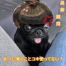 Profilbild von 命蓮寺釣りクラブ顧問