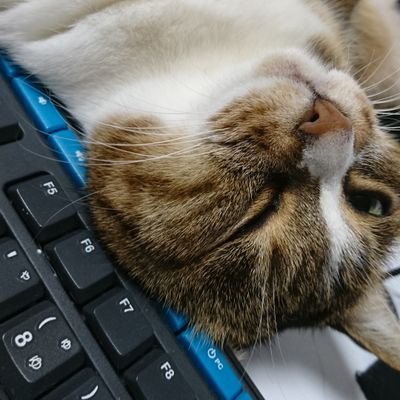 marumarumochi2's profile picture