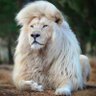 Profilbild von الساهر