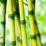 Bamboo ๐๐๐ BLINK, GONE ๐๐๐ ็ๅคดๅ