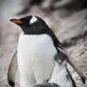 Pnguin333 profil fotoğrafı