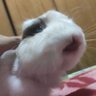 喵叔's profile picture