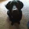 DisneyManx67's profile picture