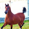 SALMAN profil fotoğrafı