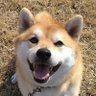 柴犬 ふくすけ 的头像