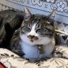 猫ラバー's profile picture