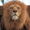 Фото профиля Sad Lion