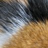 ミケコ 🐶愛聴家倶楽部's profile picture
