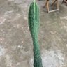 菜狗 的头像