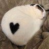 holycat 的头像