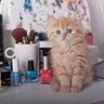 Ahmed Naeem's profile picture