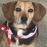 American Hound's profile picture
