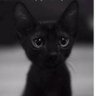 Фото профиля @🐝LovesAnimals