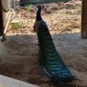 Peacock 🦚 的头像
