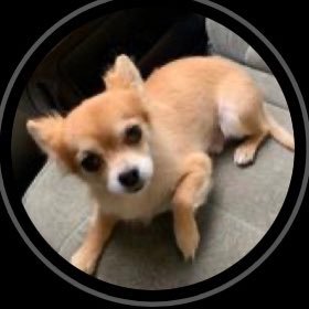 doubutsu_1st's profile picture