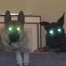 Profilbild von Bravo Malinois