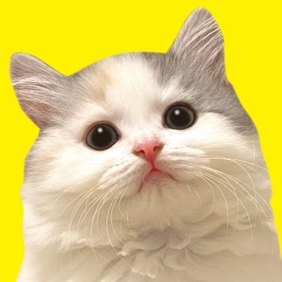 ニャンチューバーつくし's profile picture