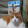 トム's profile picture