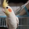 チカト's profile picture