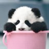 Фото профиля Key-panda