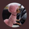 LaverneDog 🟧🟦 profil fotoğrafı