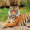 Фото профиля Bengal Tiger