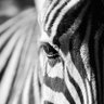 Andy Saint. profil fotoğrafı
