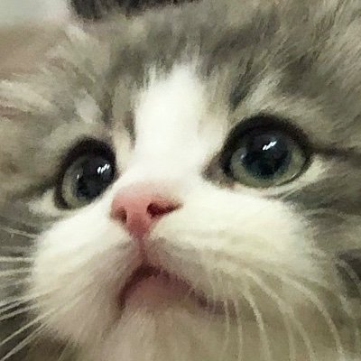 TONOノルウェージャンフォレストキャット's profile picture