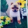 たーしー profil fotoğrafı