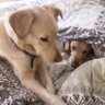 Фото профиля Danthedog🐣🐤🐥🐣🐤