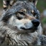 Morally Grey Wolf🐺🇺🇸 的头像