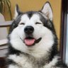i'm nick uwu's profile picture