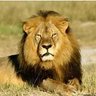 أسد اليمن الحُرّ💎👑's profile picture