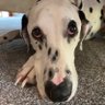Benji the hound 的头像