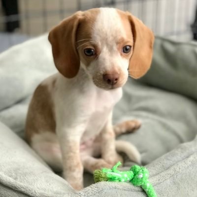 LemonBeagleBeau's profile picture